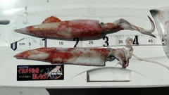 ケンサキイカの釣果