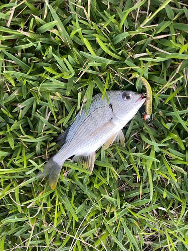 キビレの釣果