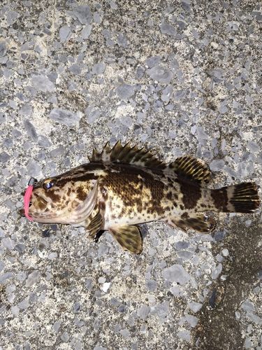 タケノコメバルの釣果