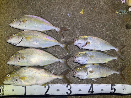 ショゴの釣果