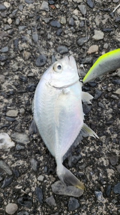 メッキの釣果