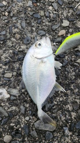 メッキの釣果