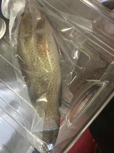 オオモンハタの釣果