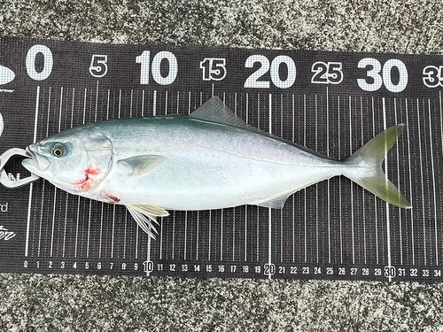 ワカシの釣果
