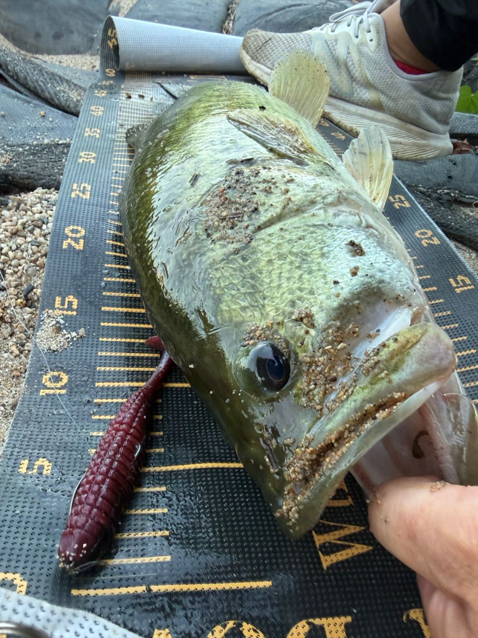 DAIWA 20リベリオン（センターカット2ピース スピニングモデル