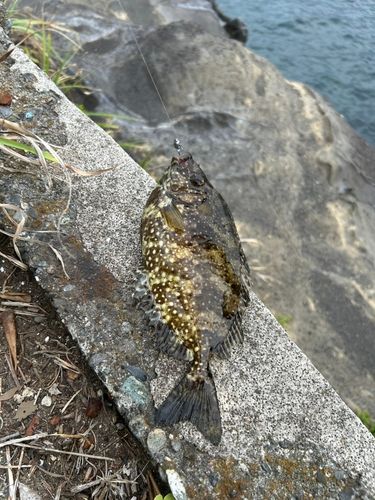 アイゴの釣果