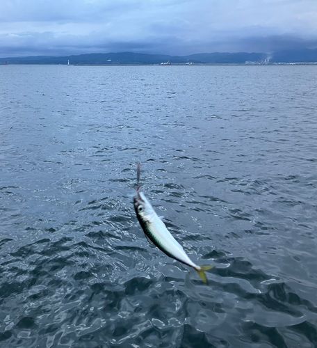 サバの釣果