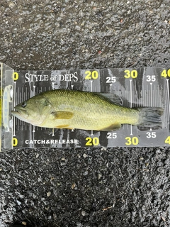 ラージマウスバスの釣果