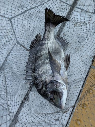 クロダイの釣果