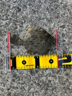 カワハギの釣果