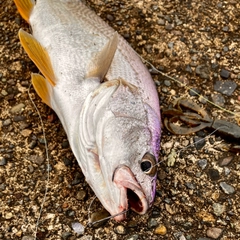 ニベの釣果