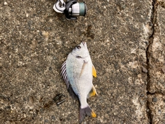 キビレの釣果