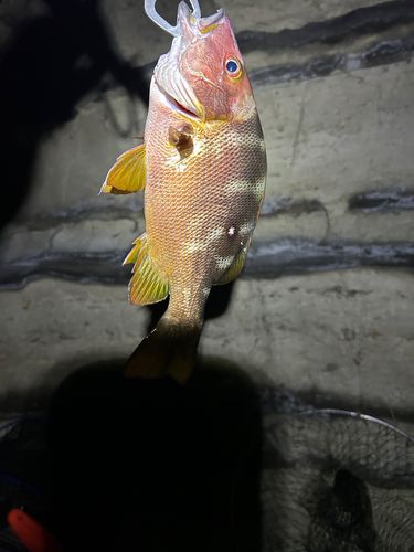 シブダイの釣果