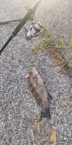 オオモンハタの釣果