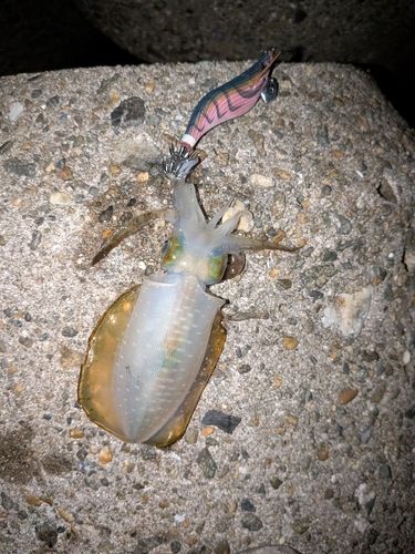 アオリイカの釣果