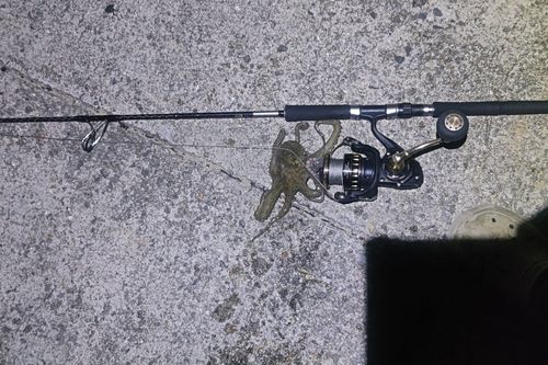 マダコの釣果