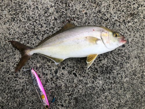 ショゴの釣果