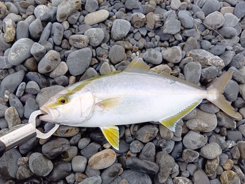 ショゴの釣果