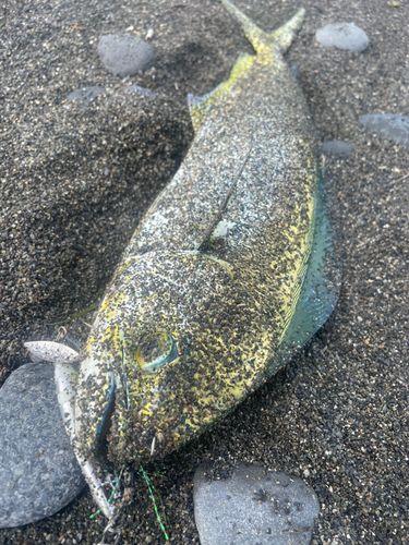 シイラの釣果