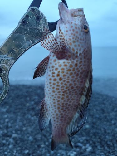 オオモンハタの釣果