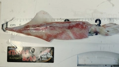 ケンサキイカの釣果