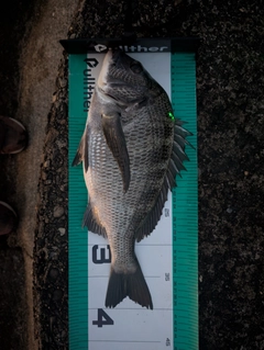 クロダイの釣果