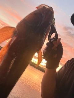 マゴチの釣果