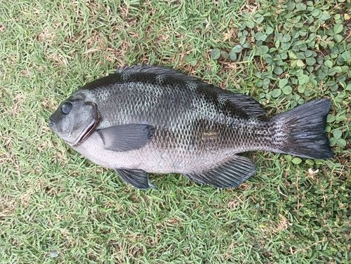 メジナの釣果