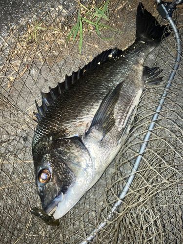 チヌの釣果