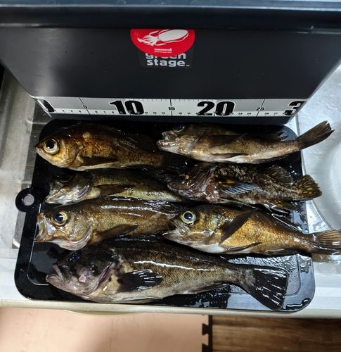 クロソイの釣果