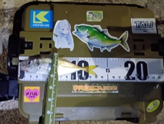 マアジの釣果