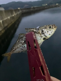 ヤマトカマスの釣果