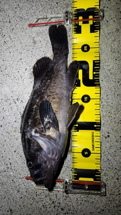 クロソイの釣果