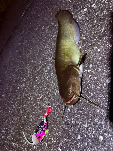 ナマズの釣果