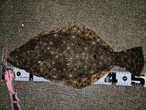 ヒラメの釣果