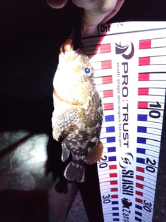 ガシラの釣果