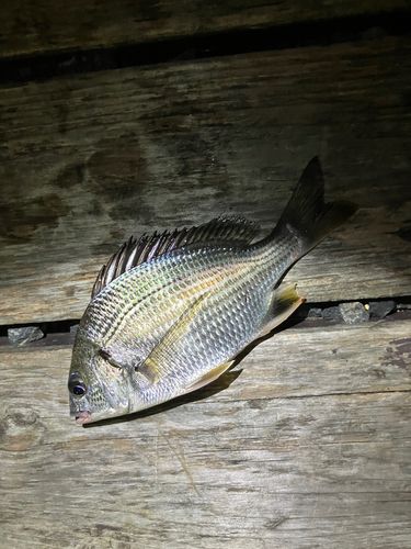 キビレの釣果