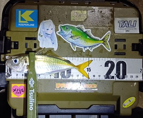 マアジの釣果