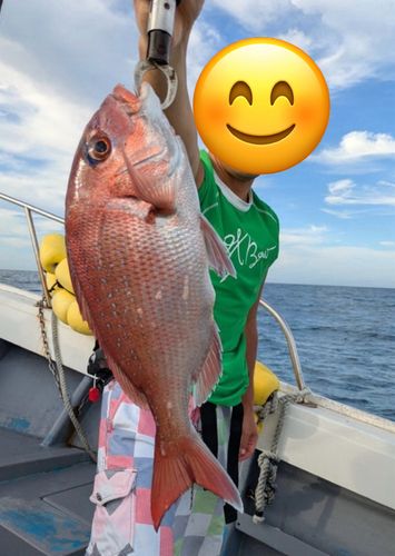 マダイの釣果