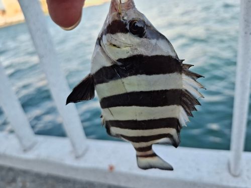 サンバソウの釣果