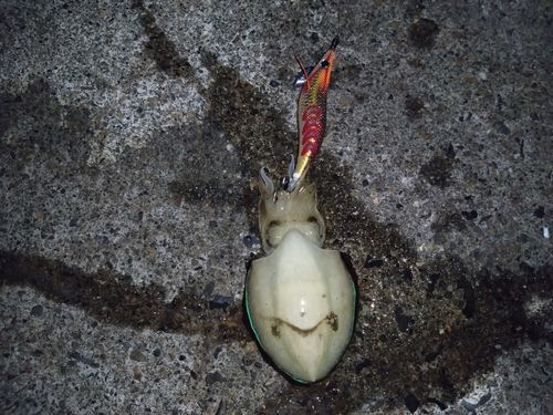 コウイカの釣果