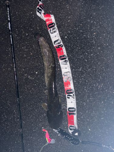 ナマズの釣果