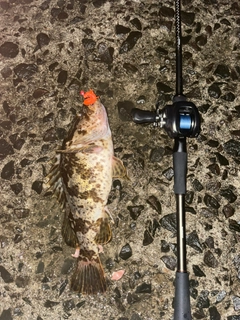 ベッコウゾイの釣果
