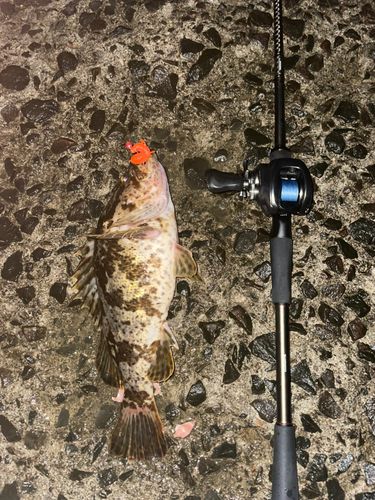 ベッコウゾイの釣果