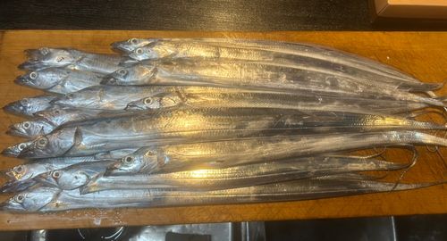 タチウオの釣果