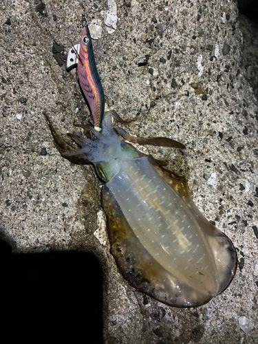 アオリイカの釣果