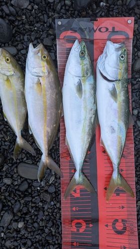 イナダの釣果