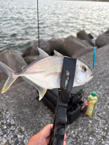 メッキの釣果