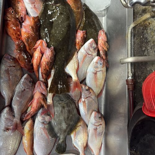 マダイの釣果