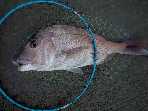 タイの釣果